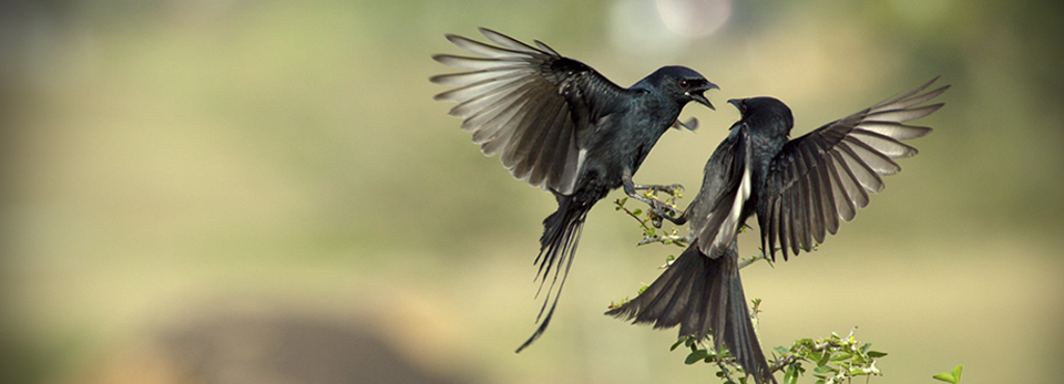 增强版强劲的ddos网页端